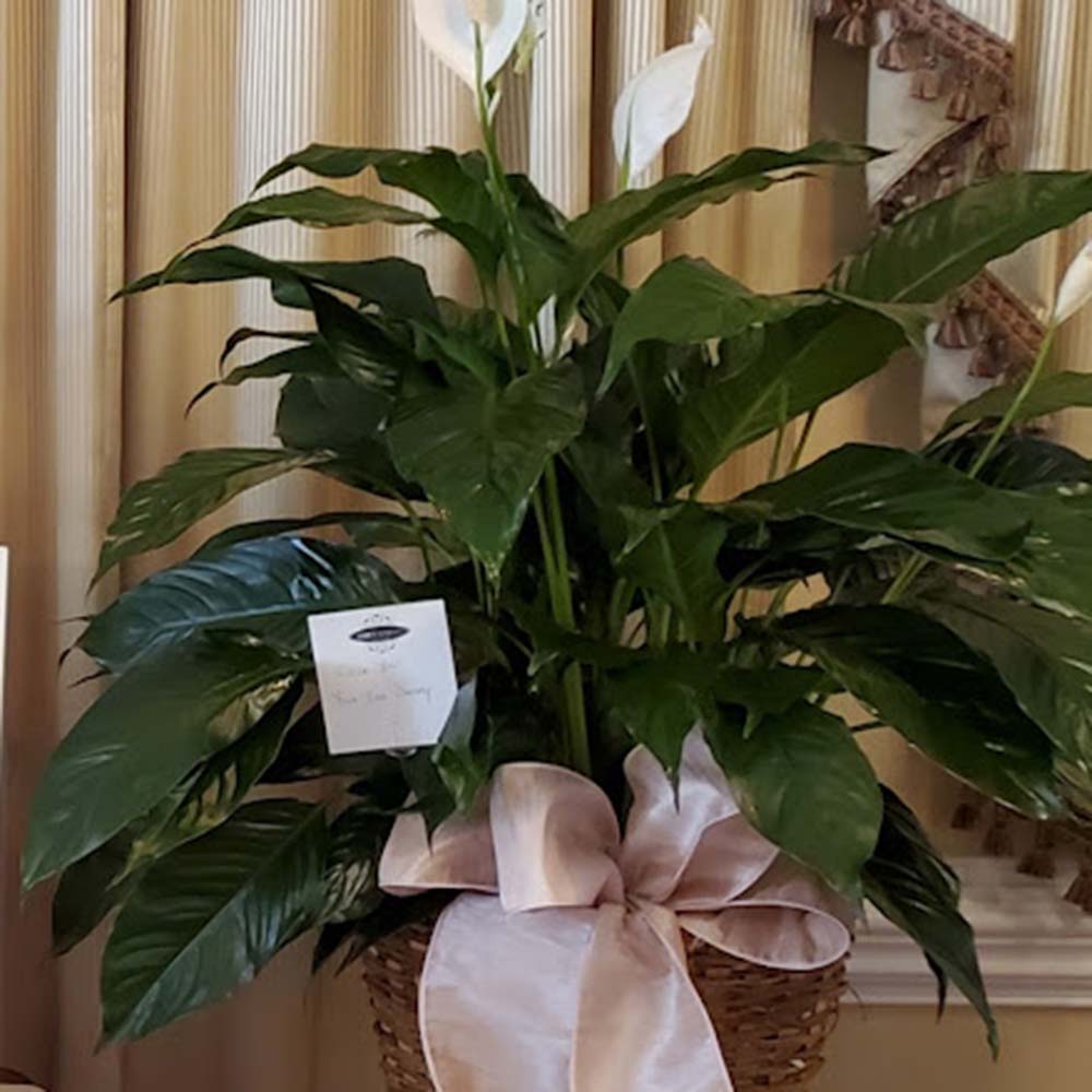 Peace Lily Plant Arrangement